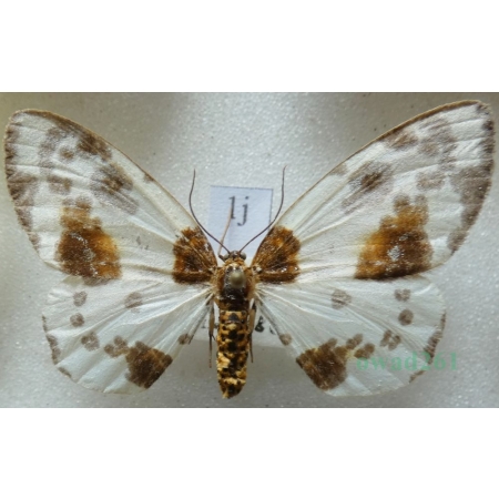Abraxas sylvata (Scopoli, 1763) Plamiec leśniak Czech1j